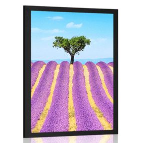 Plagát provensálske levanduľové pole - 40x60 black