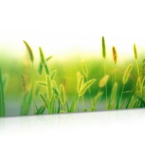 Obraz steblá trávy v zelenom prevedení - 120x60