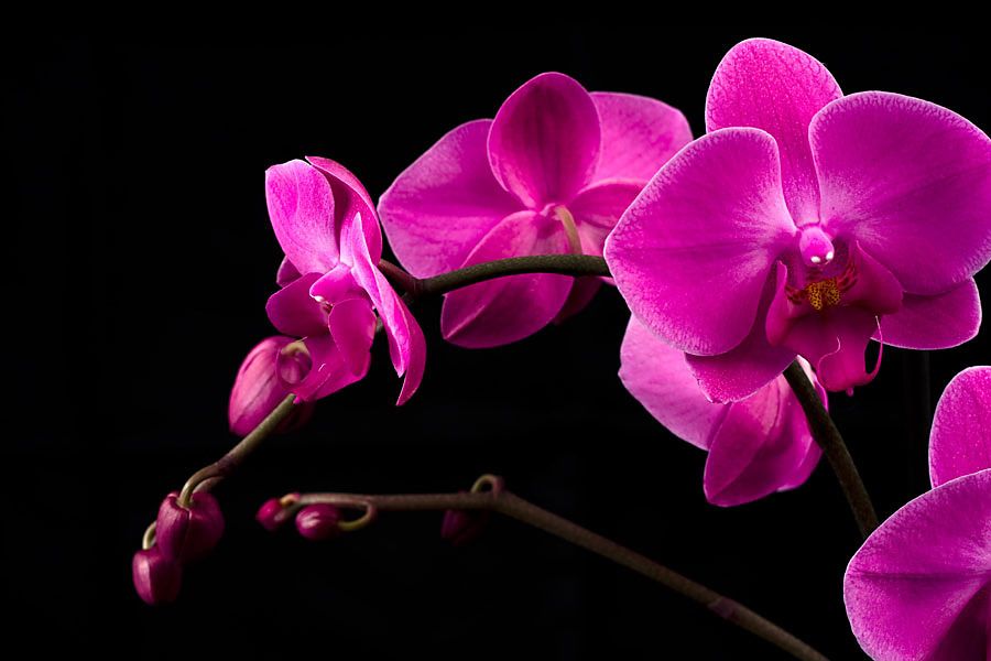 Fototapeta do spálne Ružová orchidea 18499 - vinylová